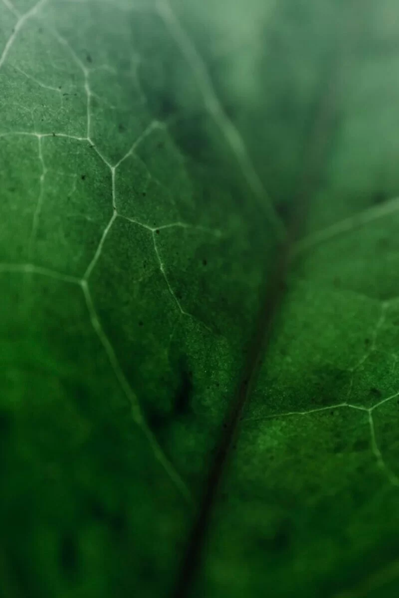 Responsabilité Sociale, Environnementale et Certifications Frezza